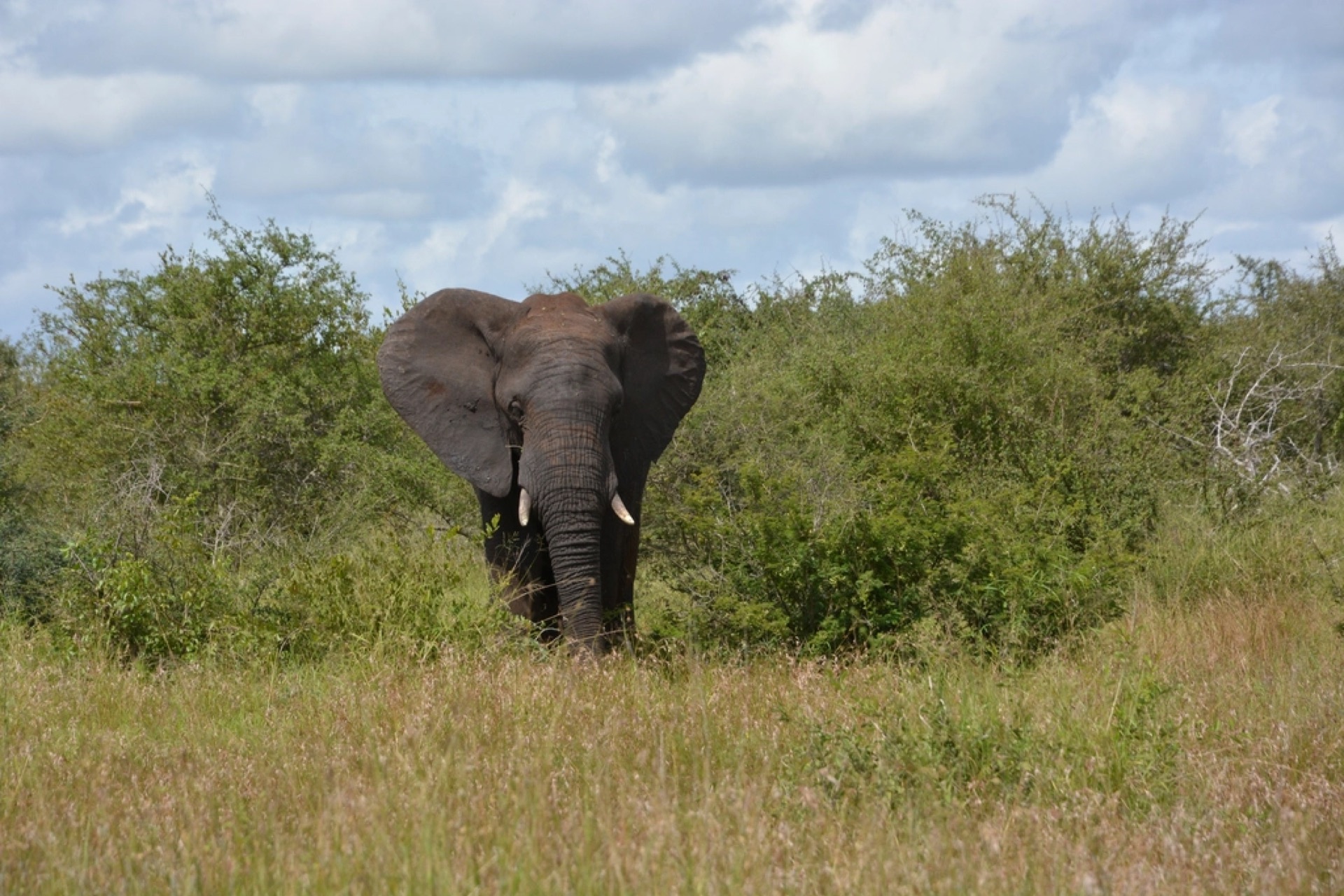 An African elephant moving through golden Serengeti grass at first light