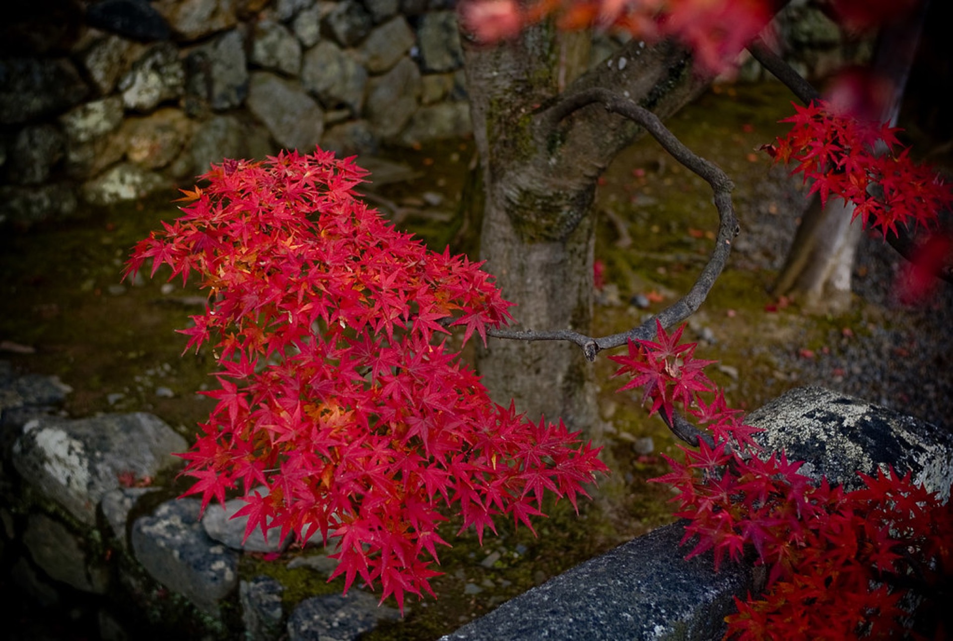 Crimson momiji maple leaves against temple eaves in Kyoto