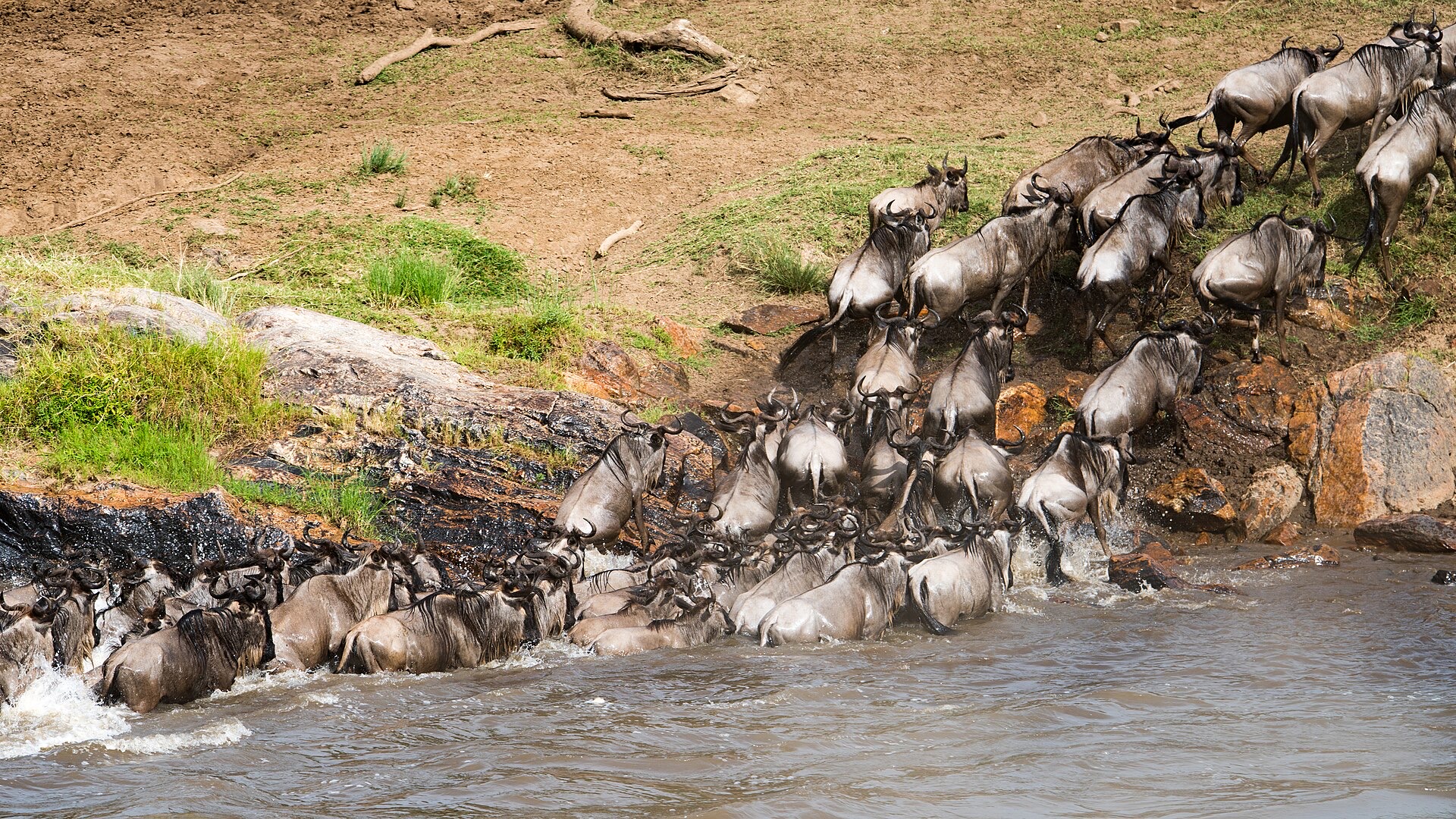 Wildebeest crossing a river during the great migration